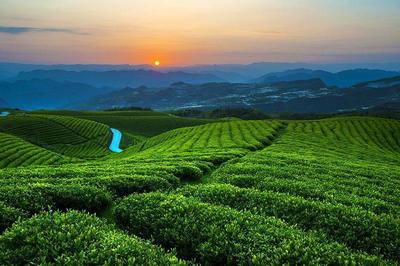 中國白茶之鄉——白茶，茶中極品與茶中茅臺