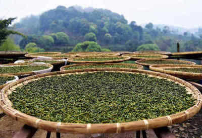 四月尋茶香，南方春意濃